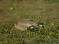 Oie à bec court Anser brachyrhynchus