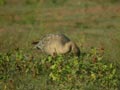 Oie à bec court Anser brachyrhynchus