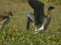 Oie à bec court Anser brachyrhynchus