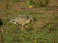 Oie à bec court Anser brachyrhynchus