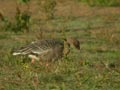 Oie à bec court Anser brachyrhynchus