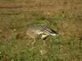 Oie à bec court Anser brachyrhynchus