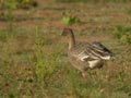 Oie à bec court Anser brachyrhynchus