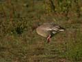 Oie à bec court Anser brachyrhynchus