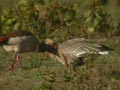 Oie à bec court Anser brachyrhynchus