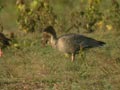 Oie à bec court Anser brachyrhynchus