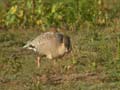 Oie à bec court Anser brachyrhynchus