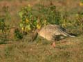 Oie à bec court Anser brachyrhynchus