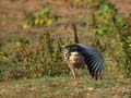 Oie à bec court Anser brachyrhynchus