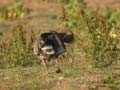 Oie à bec court Anser brachyrhynchus