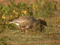 Oie à bec court Anser brachyrhynchus