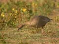 Oie à bec court Anser brachyrhynchus