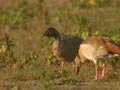 Oie à bec court Anser brachyrhynchus