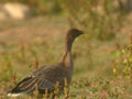 Oie à bec court Anser brachyrhynchus