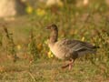 Oie à bec court Anser brachyrhynchus