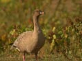 Oie à bec court Anser brachyrhynchus