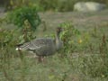 Oie à bec court Anser brachyrhynchus