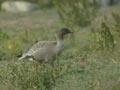 Oie à bec court Anser brachyrhynchus