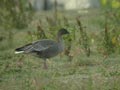 Oie à bec court Anser brachyrhynchus