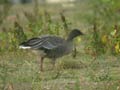 Oie à bec court Anser brachyrhynchus