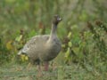 Oie à bec court Anser brachyrhynchus