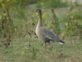 Oie à bec court Anser brachyrhynchus