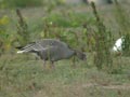 Oie à bec court Anser brachyrhynchus