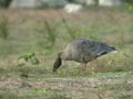 Oie à bec court Anser brachyrhynchus