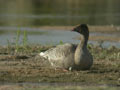 Oie à bec court Anser brachyrhynchus