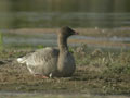 Oie à bec court Anser brachyrhynchus