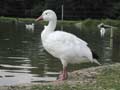 Oie des neiges Anser caerulescens