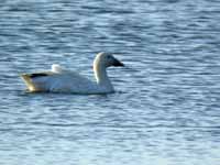 Oie des neiges Anser caerulescens