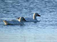 Oie des neiges Anser caerulescens