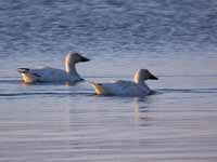 Oie des neiges Anser caerulescens