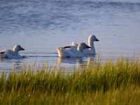 Oie des neiges Anser caerulescens