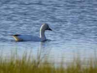 Oie des neiges Anser caerulescens