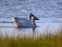 Oie des neiges Anser caerulescens