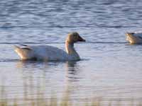 Oie des neiges Anser caerulescens