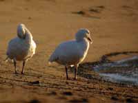 Oie des neiges Anser caerulescens