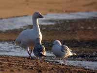 Oie des neiges Anser caerulescens