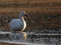 Oie des neiges Anser caerulescens