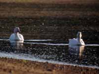 Oie des neiges Anser caerulescens