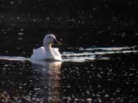 Oie des neiges Anser caerulescens