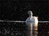 Oie des neiges Anser caerulescens