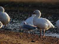 Oie des neiges Anser caerulescens