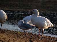 Oie des neiges Anser caerulescens