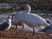 Oie des neiges Anser caerulescens