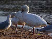 Oie des neiges Anser caerulescens