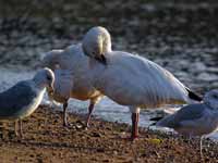 Oie des neiges Anser caerulescens