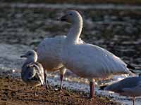 Oie des neiges Anser caerulescens